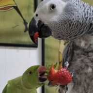 TiktokParrot